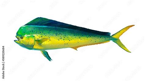 mahi mahi fish picture|Mahi Mahi Fish Images – Browse 9,867 Stock Photos, Vectors, .